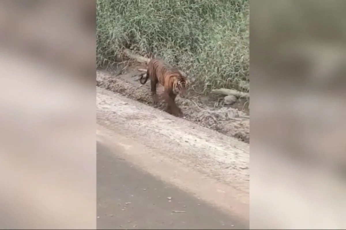 BKSDA Riau Telusuri Informasi Harimau Berkeliaran di Jalanan Pelalawan