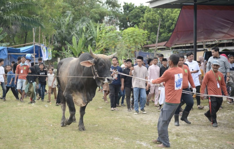 Antusias Saksikan Penyembelihan Sapi Sumbangan Jokowi, Warga Berlomba Unggah Video ke Medsos
