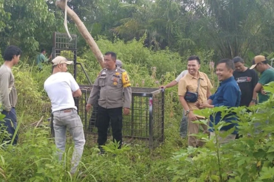 Beruang Madu Muncul di Pemukiman Warga di Mandau, BBKSDA Pasang Perangkap