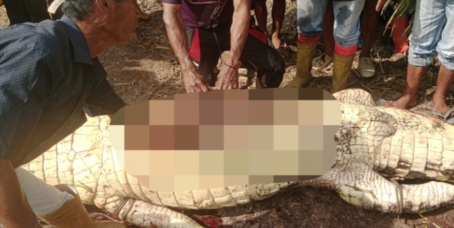 Pamit Pergi Memancing, Jasad Pria di Rohil Ini Ditemukan Dalam Perut Buaya