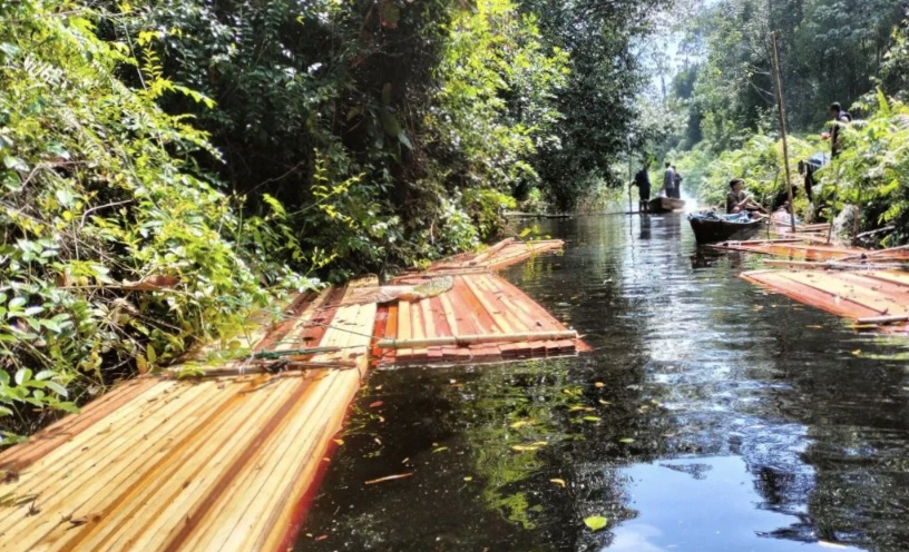Polisi Tangkap Lima Pelaku Pembalakan Liar di Hutan Bengkalis